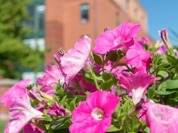 flowers in bloom on the campus green with Courtney Hall in the background