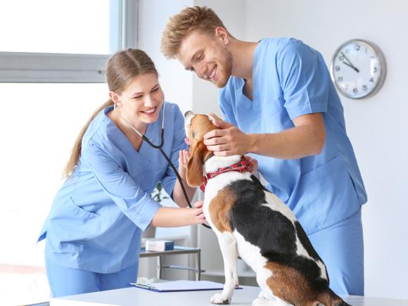 Veterinary Assistant stock photo