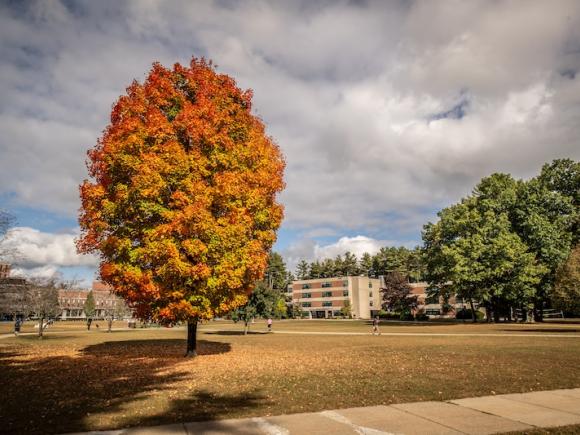 A stock photo of a orange-leaved tree on campus near the campus green, with a cloudy sky and long shadows around it.