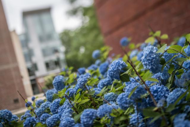 Blooming blue hydrangea in front of New Hall